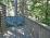 Tall trees