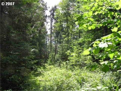 Brightwood Sandy Riverfront acreage for sale