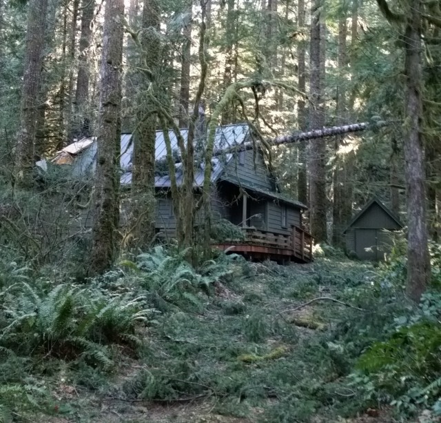 Tree on a cabin in Rhododendron oregon