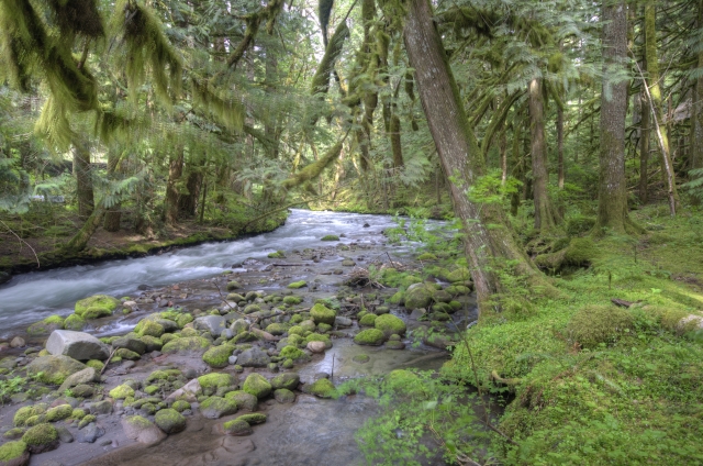 Zig Zag River in the Mt. Hood National Forest