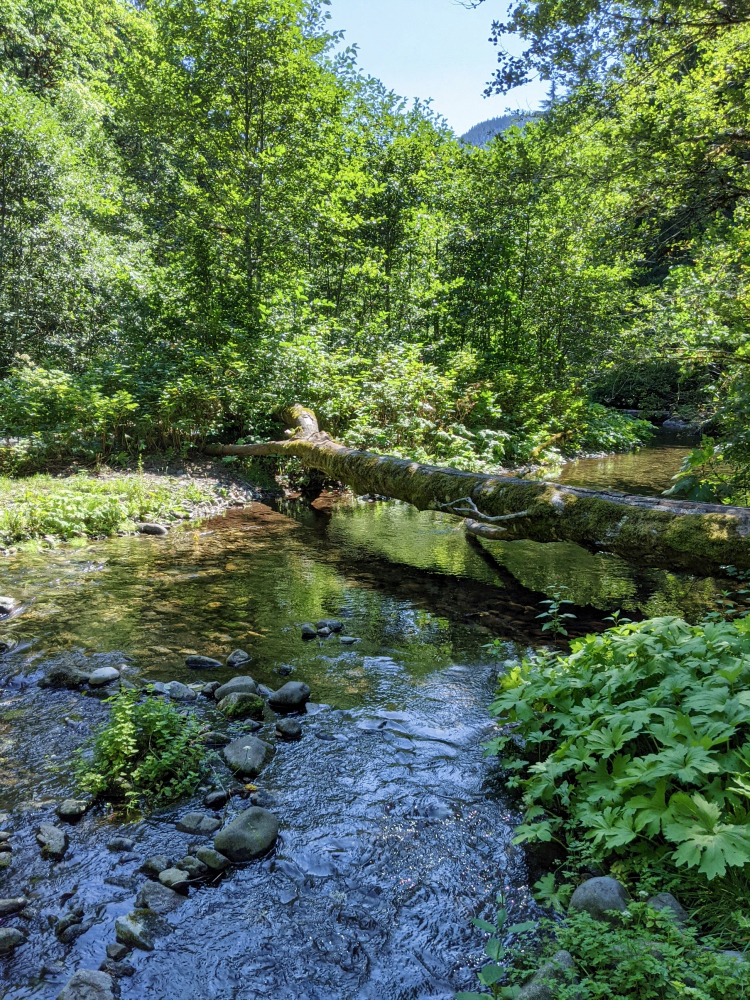 Still Creek in the Mt. Hood National Forest near Rhododendron Oregon