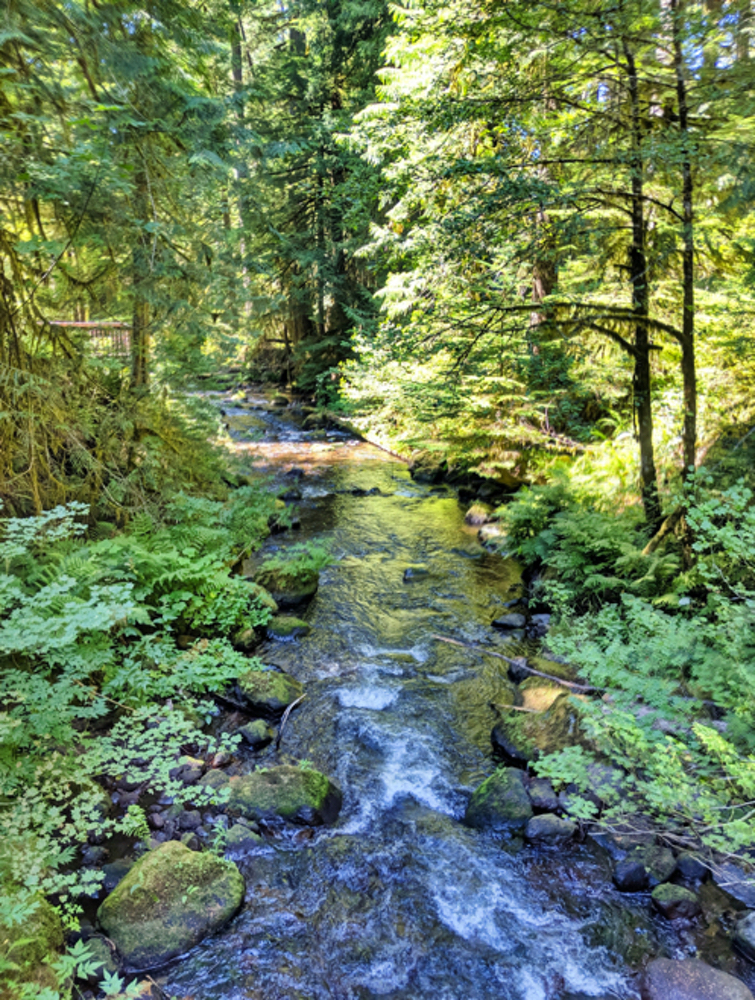 Camp Creek in the Mt. Hood National Forest