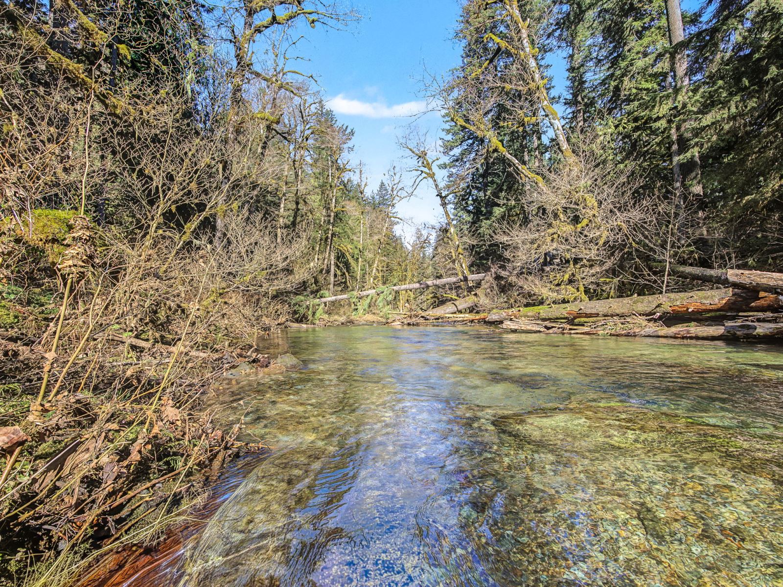 Still Creek in the Mt. Hood National Forest