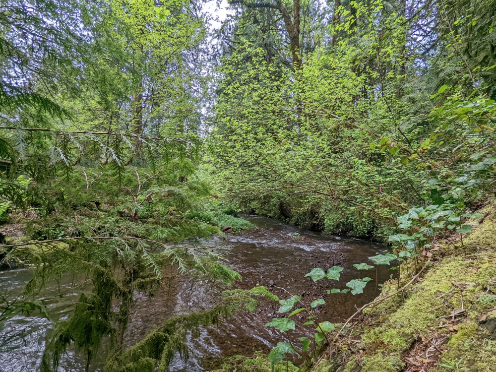 Hackett Creek in Mt. Hood Villages near Rhododendron