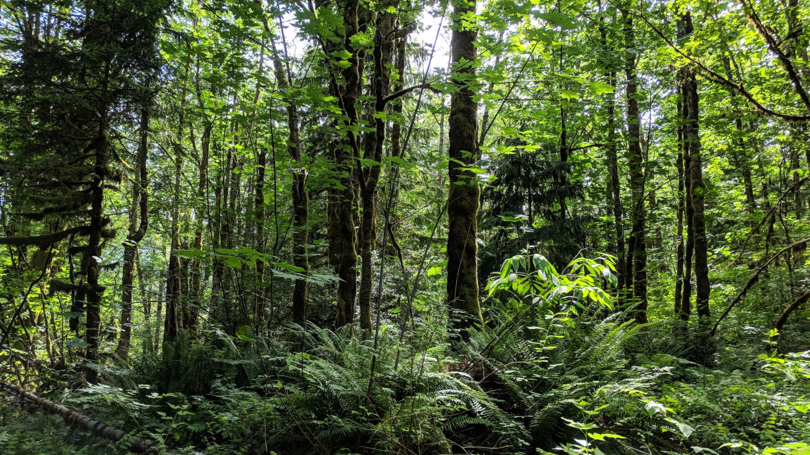 Mt. Hood Six Acres near Brightwood, Oregon 97011