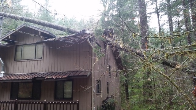 Mt. Hood National Forest Cabin in Rhododendron with Tree on it