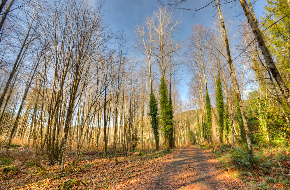 Buckboard Lane near Brightwood Oregon with 5 acre parcels for sale