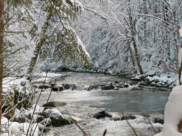 Still Creek in the Mt. Hood National Forest