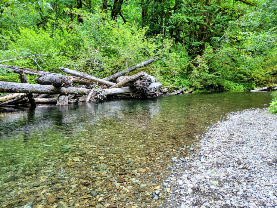 Still Creek in the Mt. Hood National Forest with a great swimming hole