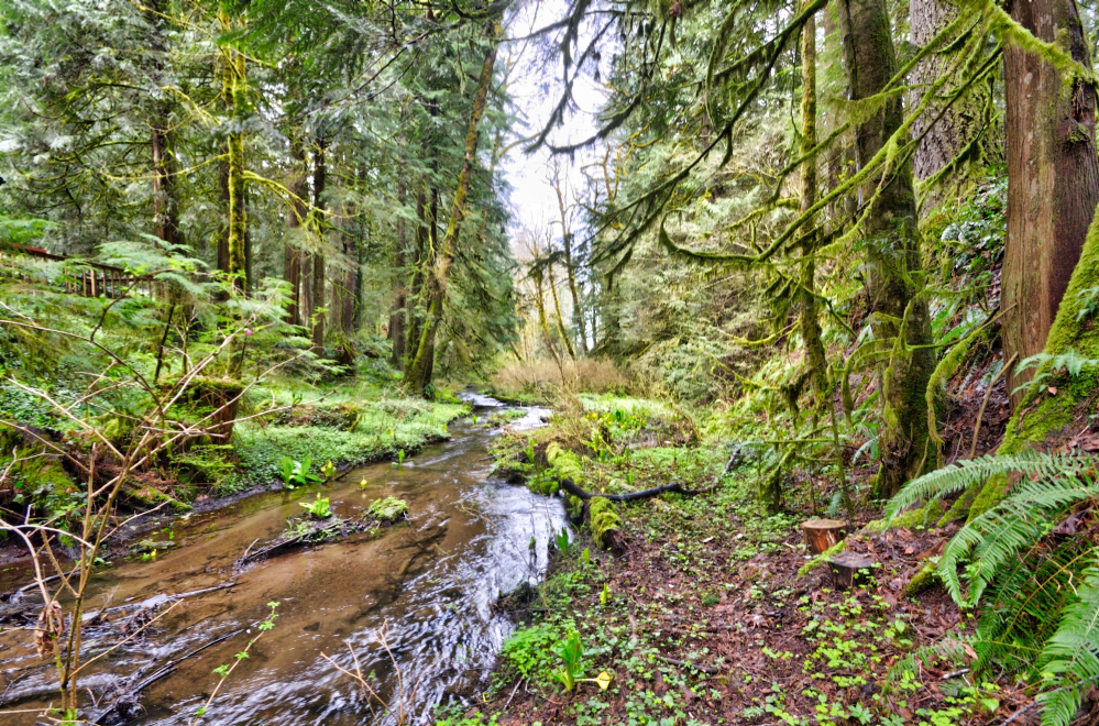 Bear Creek Cabin in Rhododendron Oregon